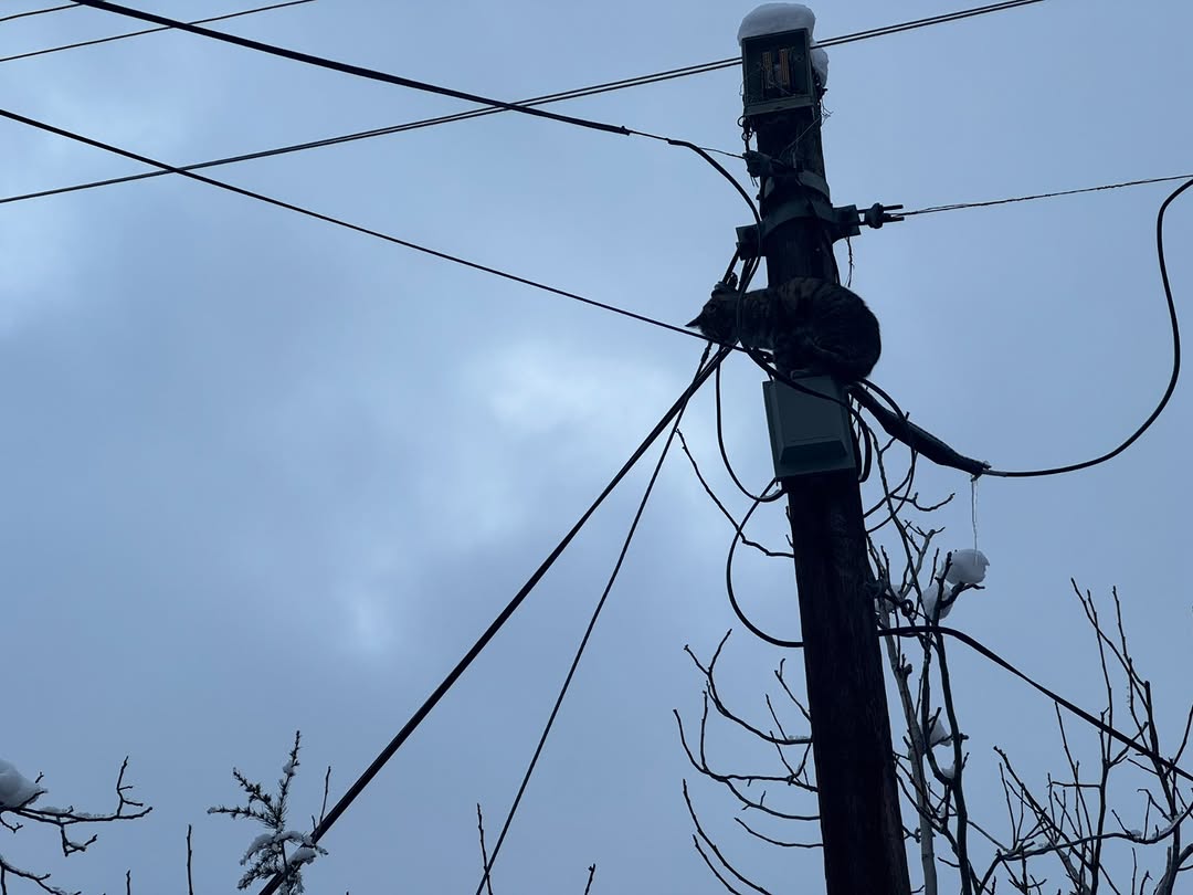 Develi Belediyesi Ekipleri, Telefon Direğinde Mahsur Kalan Kediyi Kurtardı