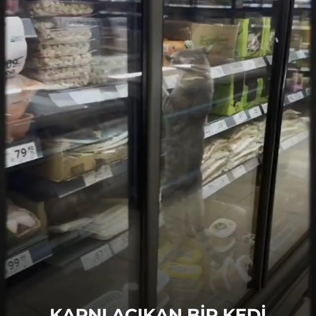 Karnı Açıktan Markete Giren Kedi, Salam Kapını Açtı