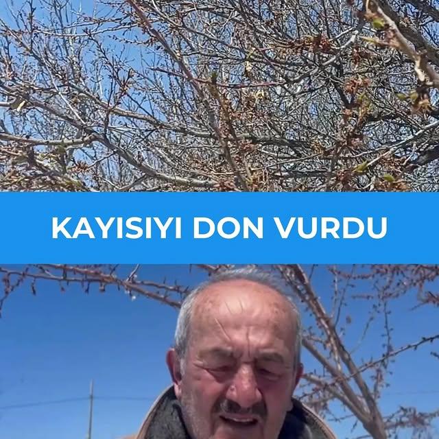 Sivas'ta Şiddetli Soğuklar Kayısı Üretimini Vurdu