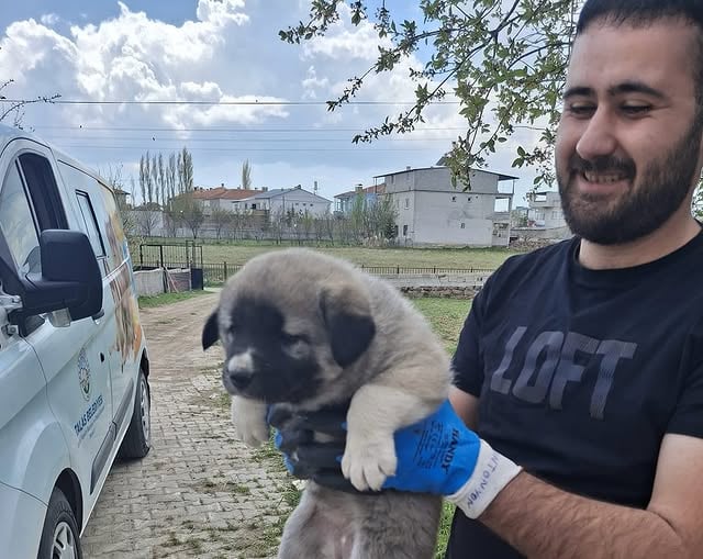 Talas Belediyesi, Sokak Hayvanlarına Umut Oldu: Pati Evi'nde Barınma Kapısı Açıldı