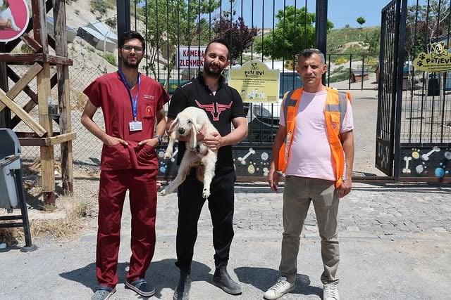 Talas Belediyesi Kaçak Koyun ve Kuzuları Sahiplerine Teslim Etti