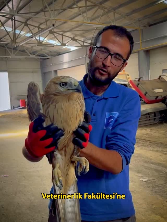 Kayseri'de Kurtarılan Kızıl Şahin, Doğal Yaşam Alanına Geri Döndürülüyor
