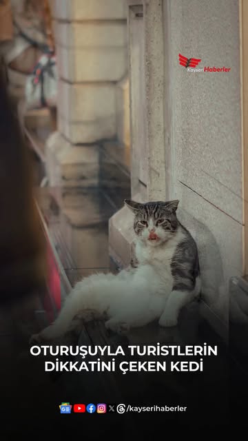 İstanbul'da Oturuşuyla Dikkat Çeken Kedi Turistlerin Merakını Uyandırdı